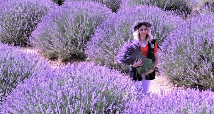 Lavanta ve kokusu Feke’nin yeni gelir kapısı oldu