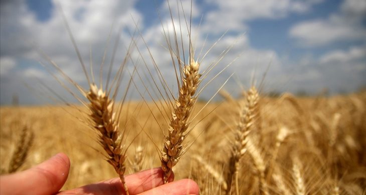 Toprak Mahsulleri Ofisi Alım Primi Desteği Ödemeleri.