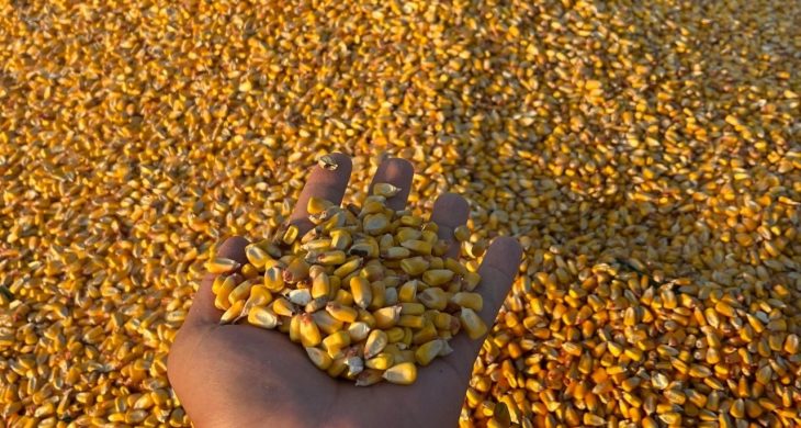 TİGEM, 1400 ton dane mısırı açık artırmayla satışa sunuyor