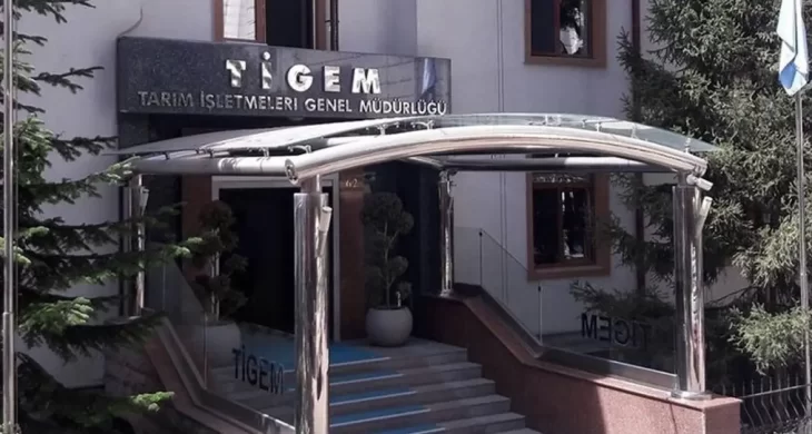 TİGEM 5 ton kozalağı ihaleye çıkarıyor