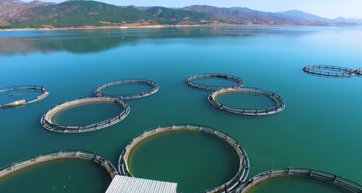 Tokat’ın Almus Barajı’ndan 29 ülkeye balık ihracatı