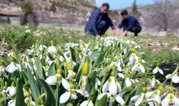 Toros Kardeleni için kontrollü üretim ve ihracat modeli sürüyor