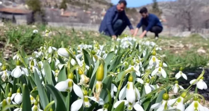 Toros Kardeleni için kontrollü üretim ve ihracat modeli sürüyor