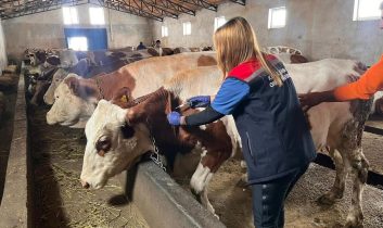 Kars’ta Buzağı kayıplarına karşı septisemi aşısı seferberliği sürüyor
