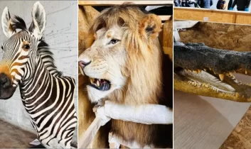 Trabzon Limanı’nda yaban hayvanı trofesi operasyonu