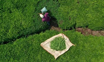 Türk çayı dünyayı ısıttı: 9 ayda 22 milyon dolar ihracat geliri