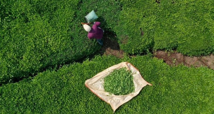 Türk çayı dünyayı ısıttı: 9 ayda 22 milyon dolar ihracat geliri