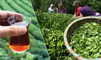 Türk çayı ihracatında rekor artış: 3 ayda 34,8 milyon dolar