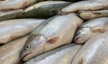 Türk somonu dünya pazarında büyüyor: Hedef milyar dolar