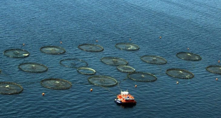 Türkiye, Akdeniz ve Karadeniz balıkçılığında lider konumda