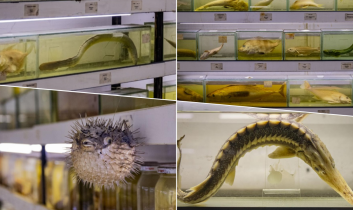 Türkiye’nin denizlerinde balık türlerindeki azalma alarm vermeye başladı