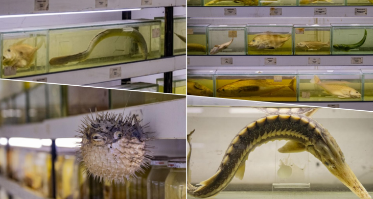 Türkiye’nin denizlerinde balık türlerindeki azalma alarm vermeye başladı