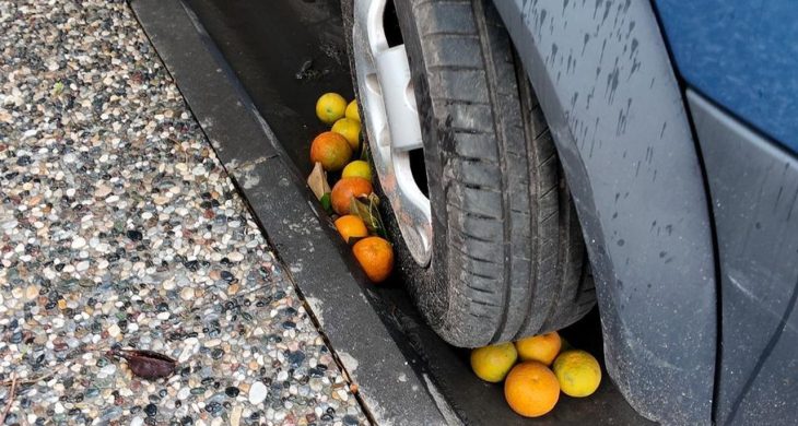 Aydın’da tonlarca milli servet çöpe gidiyor