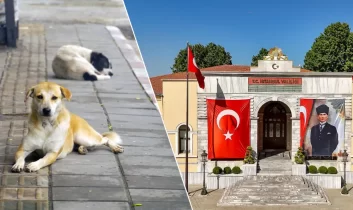 Valilikten net mesaj: Sokak hayvanlarında geri adım yok