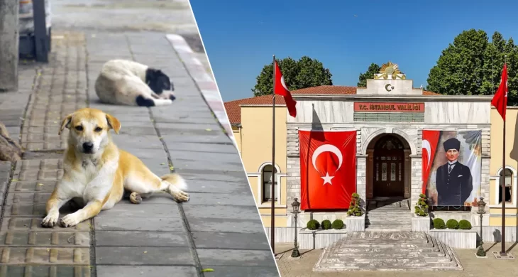 Valilikten net mesaj: Sokak hayvanlarında geri adım yok