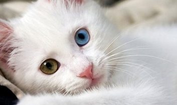 Her eve bir Van Kedisi: 5 yılda 750 aileye yeni bir can dostu