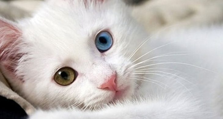 Her eve bir Van Kedisi: 5 yılda 750 aileye yeni bir can dostu