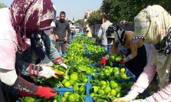 Hatay’da ‘Erkenci mandalina’ hasadı başladı