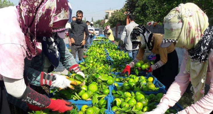 Hatay’da ‘Erkenci mandalina’ hasadı başladı