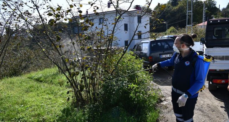 Trabzon’da kahverengi kokarca böceğiyle mücadele kapsamında 9 ilçede ilaçlama çalışmalarını sürdürüyor