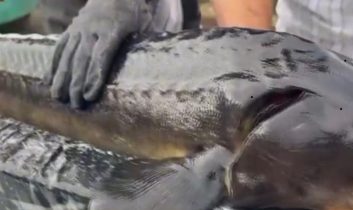 Rize Gastronomisi hedef büyüttü, dünyaya Mersin balığı ve havyar satacağız