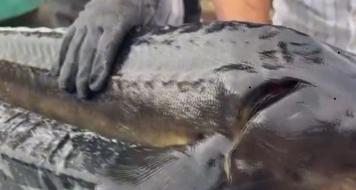 Rize Gastronomisi hedef büyüttü, dünyaya Mersin balığı ve havyar satacağız