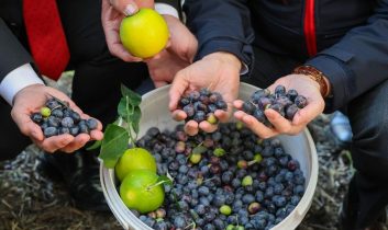 Artvin’de lezzet ödüllü “Butko zeytini” hasadı başladı
