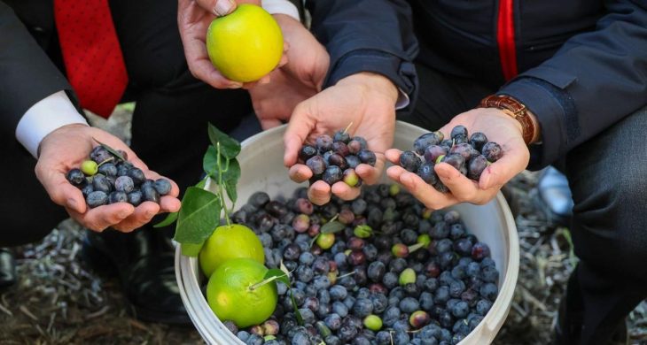 Artvin’de lezzet ödüllü “Butko zeytini” hasadı başladı