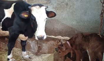 Aksaray Üniversitesi’nden genetik devrim: Süt alerjenini taşımayan buzağılar doğdu