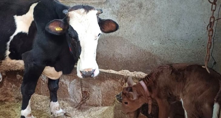 Aksaray Üniversitesi’nden genetik devrim: Süt alerjenini taşımayan buzağılar doğdu