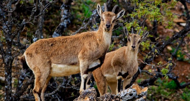 Yaban keçilerini avlayan 3 kişiye 1,9 milyon lira ceza