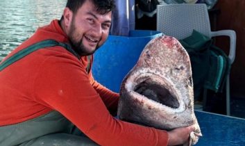 Yalova’da bir balıkçı 4 metrelik köpek balığı yakaladı