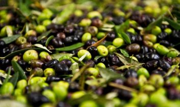 Artvin’de, 2025-2026 zeytin sezonu fiyatları açıklandı