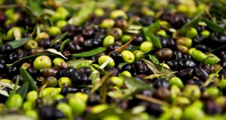 Artvin’de, 2025-2026 zeytin sezonu fiyatları açıklandı