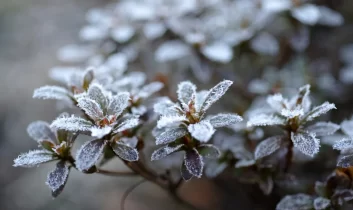 Zirai don alarmı: Soğuk hava birçok bölgeyi vuracak
