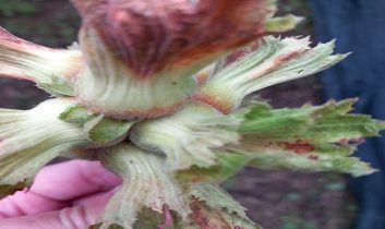 Zirai Don Hasar Ödemeleri Başlıyor