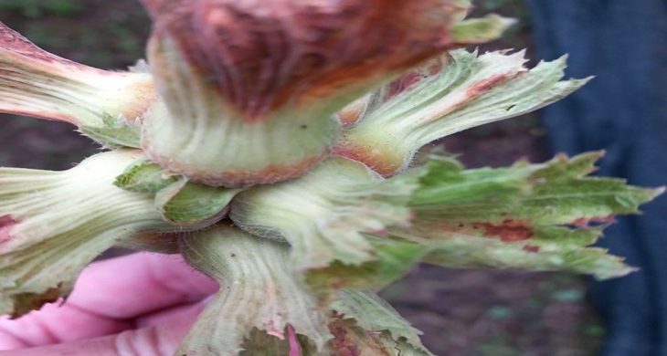 Zirai Don Hasar Ödemeleri Başlıyor