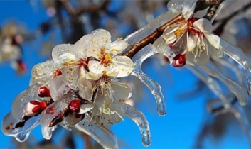 Zirai Don’dan Etkilenen Ürünlere yeni destekleme ödemesi