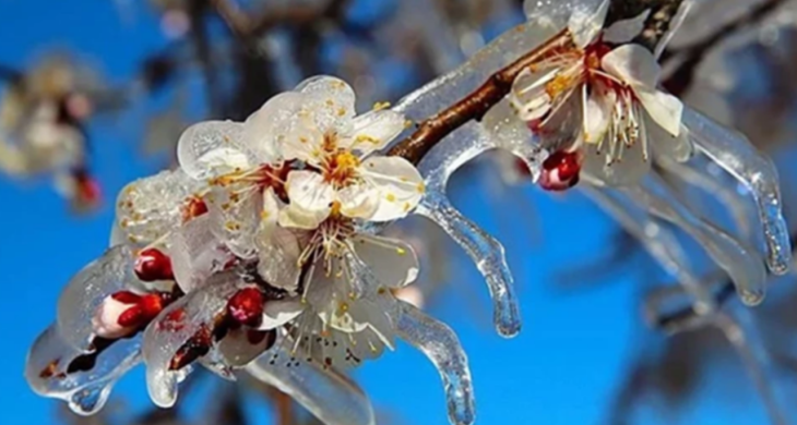 Zirai Don’dan Etkilenen Ürünlere yeni destekleme ödemesi